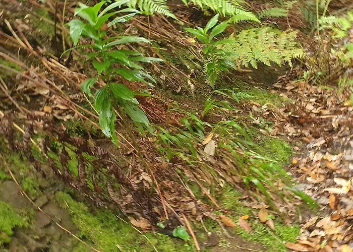 El Puente * טגננה