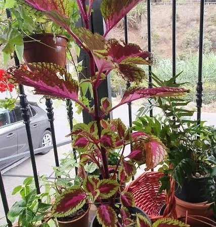 El Puente 塔加纳纳